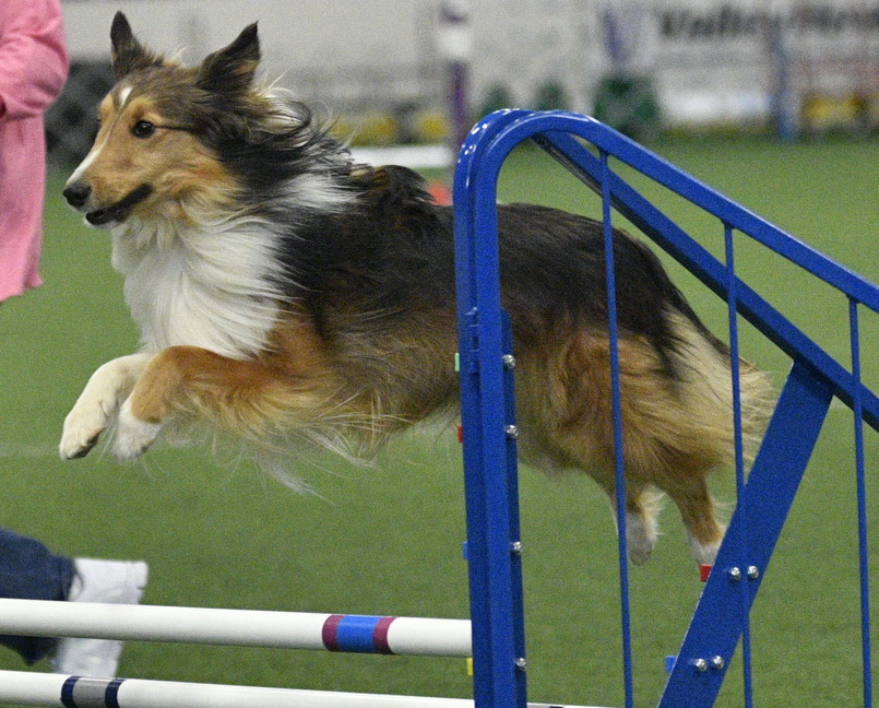 Dobby's Shooting Star